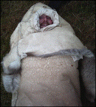IMAGE imgs/sopo04.gif